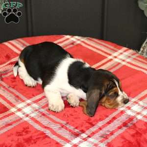 Sailor, Basset Hound Puppy